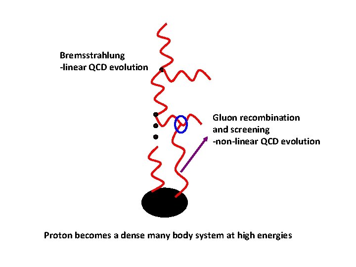 Bremsstrahlung -linear QCD evolution Gluon recombination and screening -non-linear QCD evolution Proton becomes a Bremsstrahlung -linear QCD evolution Gluon recombination and screening -non-linear QCD evolution Proton becomes a