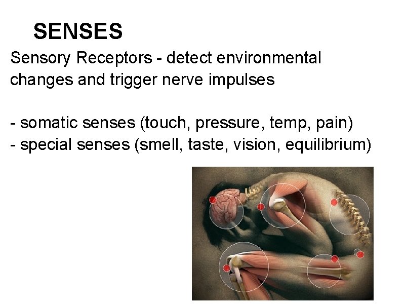 SENSES Sensory Receptors - detect environmental changes and trigger nerve impulses - somatic senses
