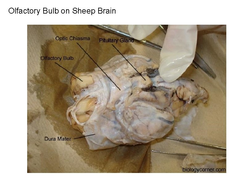 Olfactory Bulb on Sheep Brain 