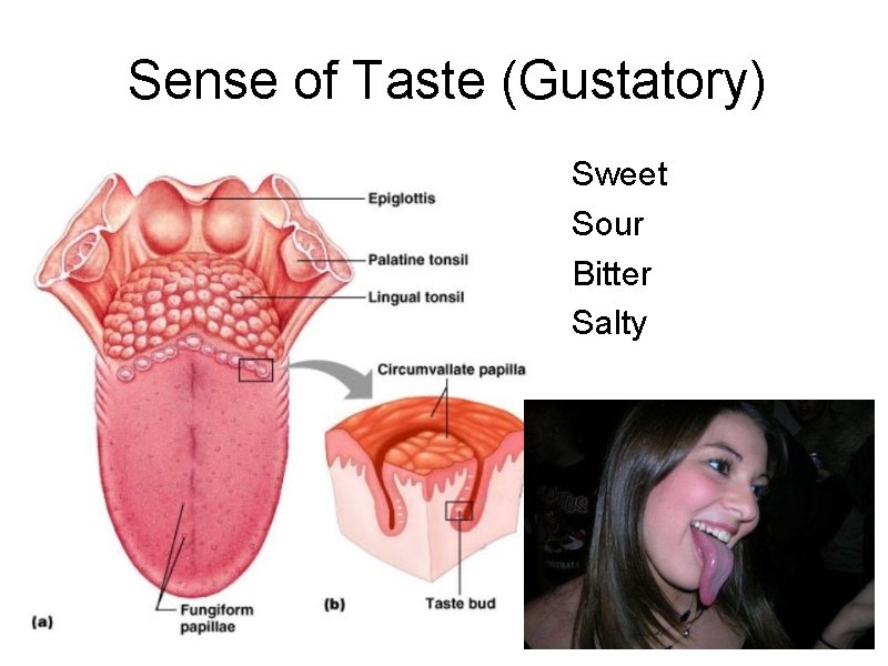 Sense of Taste (Gustatory) Sweet Sour Bitter Salty 