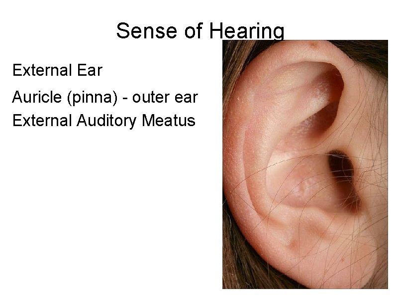 Sense of Hearing External Ear Auricle (pinna) - outer ear External Auditory Meatus 