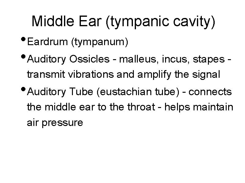 Middle Ear (tympanic cavity) • Eardrum (tympanum) • Auditory Ossicles - malleus, incus, stapes