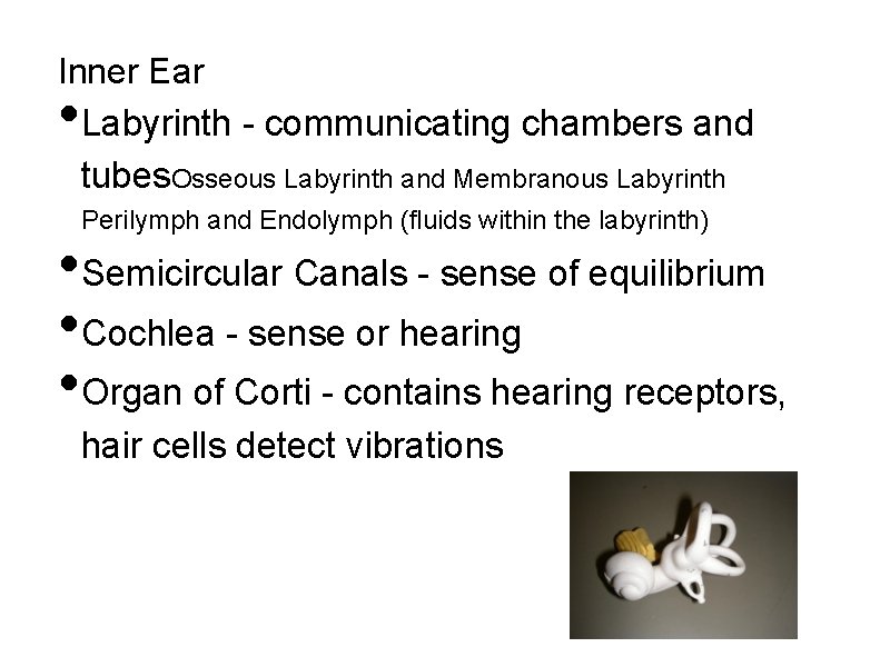 Inner Ear Labyrinth - communicating chambers and tubes. Osseous Labyrinth and Membranous Labyrinth •