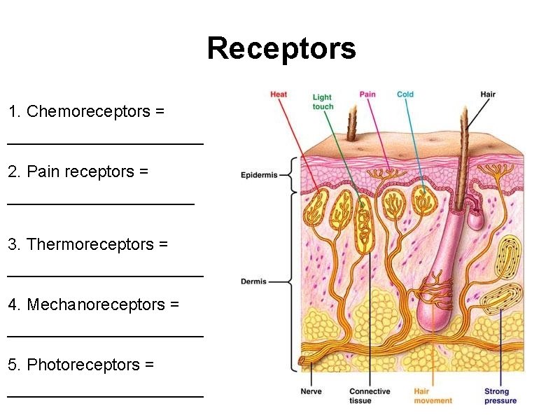 Receptors 1. Chemoreceptors = ___________ 2. Pain receptors = __________ 3. Thermoreceptors = ___________