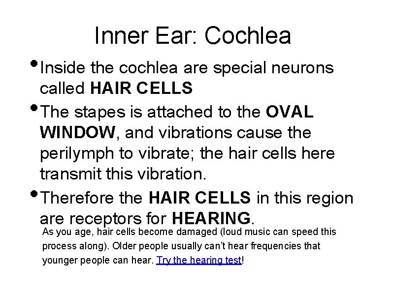 Inner Ear: Cochlea • Inside the cochlea are special neurons • • called HAIR