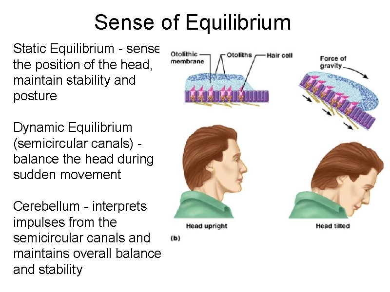 Sense of Equilibrium Static Equilibrium - sense the position of the head, maintain stability