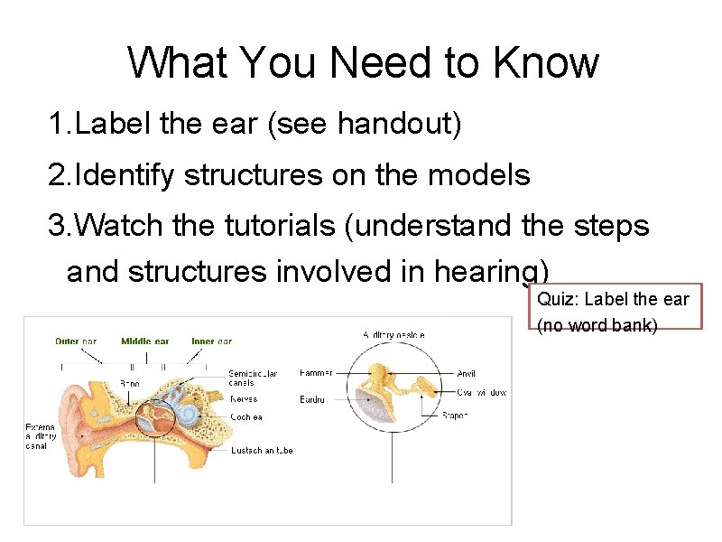 What You Need to Know 1. Label the ear (see handout) 2. Identify structures