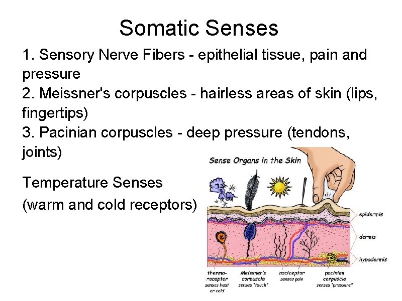 Somatic Senses 1. Sensory Nerve Fibers - epithelial tissue, pain and pressure 2. Meissner's