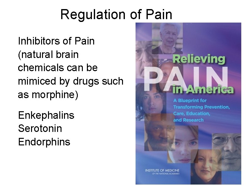 Regulation of Pain Inhibitors of Pain (natural brain chemicals can be mimiced by drugs