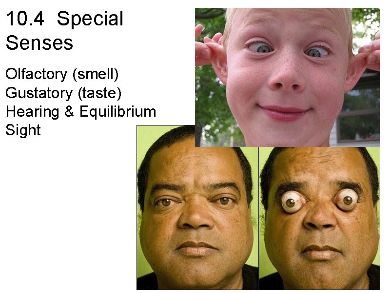 10. 4 Special Senses Olfactory (smell) Gustatory (taste) Hearing & Equilibrium Sight 