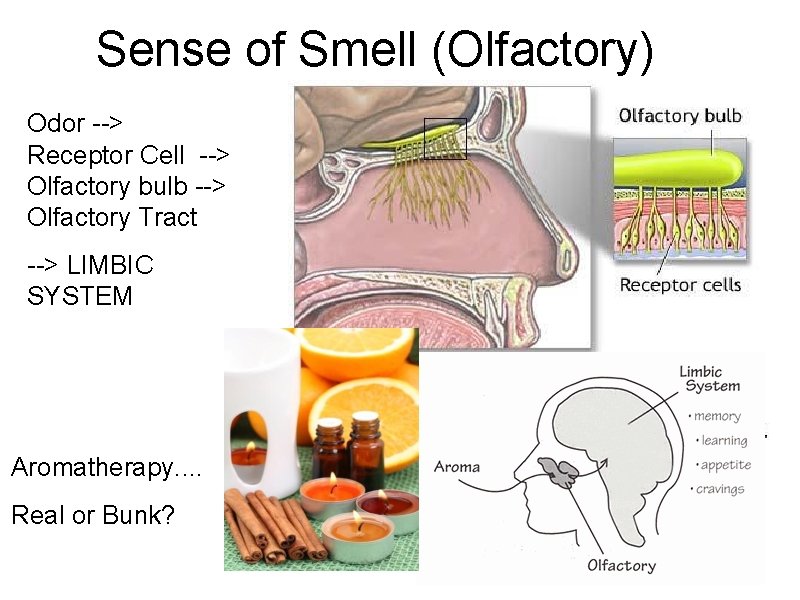 Sense of Smell (Olfactory) Odor --> Receptor Cell --> Olfactory bulb --> Olfactory Tract