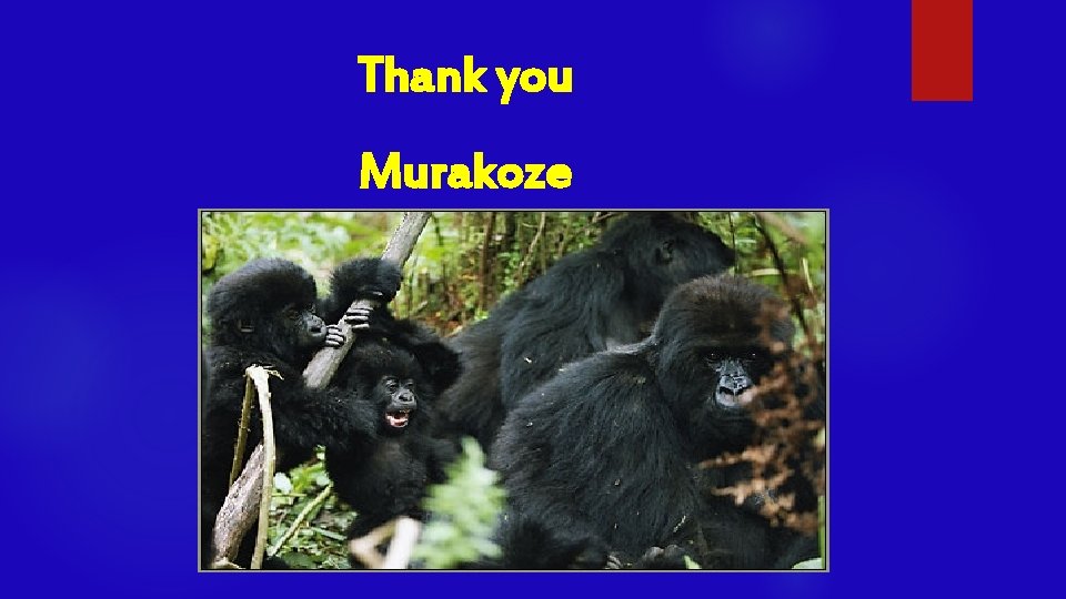 Thank you Murakoze 