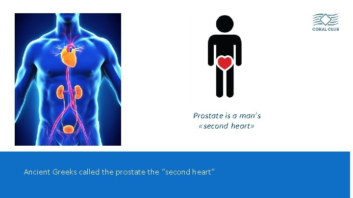 Prostate is a man’s «second heart» Ancient Greeks called the prostate the “second heart”