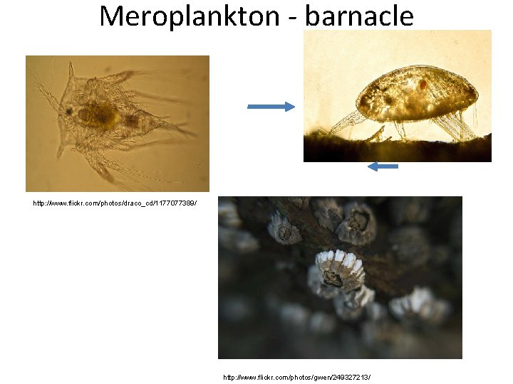 Meroplankton - barnacle http: //www. flickr. com/photos/draco_cd/1177077389/ http: //www. flickr. com/photos/gwen/249327213/ 
