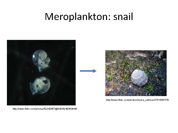 Meroplankton: snail http: //www. flickr. com/photos/louisa_catlover/2781584176/ http: //www. flickr. com/photos/52342567@N 00/5249363945/ 