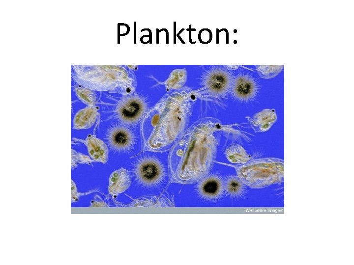 Plankton: 