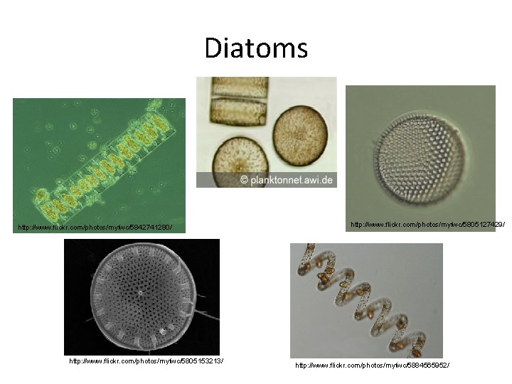 Diatoms http: //www. flickr. com/photos/myfwc/5842741280/ http: //www. flickr. com/photos/myfwc/5805153213/ http: //www. flickr. com/photos/myfwc/5805127429/ http: