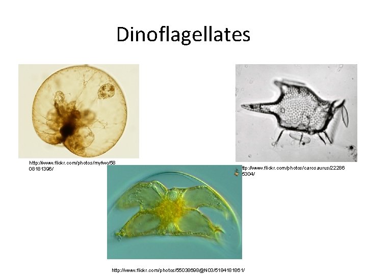 Dinoflagellates http: //www. flickr. com/photos/myfwc/58 08181396/ http: //www. flickr. com/photos/carosaurus/22286 85304/ http: //www. flickr.