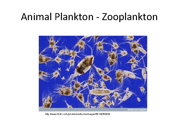 Animal Plankton - Zooplankton http: //www. flickr. com/photos/wellcomeimages/5814250939/ 