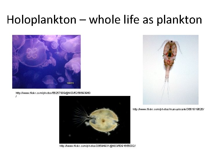 Holoplankton – whole life as plankton http: //www. flickr. com/photos/56257809@N 03/5256693960 / http: //www.