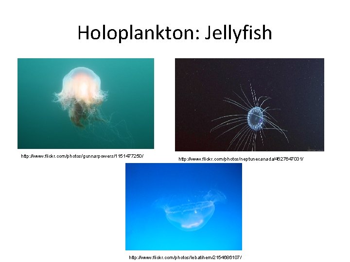 Holoplankton: Jellyfish http: //www. flickr. com/photos/gunnarpowers/1151477250/ http: //www. flickr. com/photos/neptunecanada/4627647031/ http: //www. flickr. com/photos/lebatihem/2154686107/