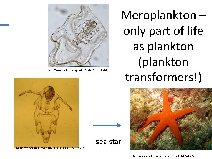 http: //www. flickr. com/photos/nelas/515566440/ Meroplankton – only part of life as plankton (plankton transformers!)