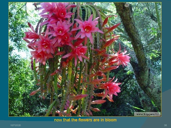 now that the flowers are in bloom 10/7/2020 36 