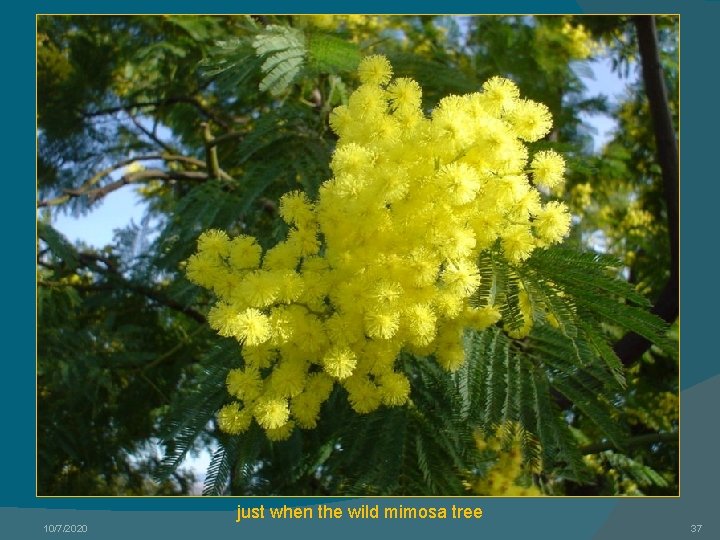 just when the wild mimosa tree 10/7/2020 37 