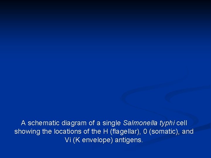 A schematic diagram of a single Salmonella typhi cell showing the locations of the