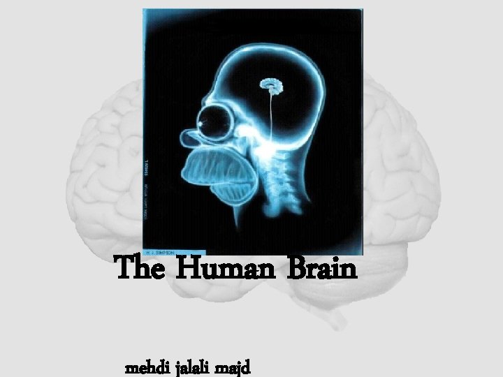 The Human Brain mehdi jalali majd 