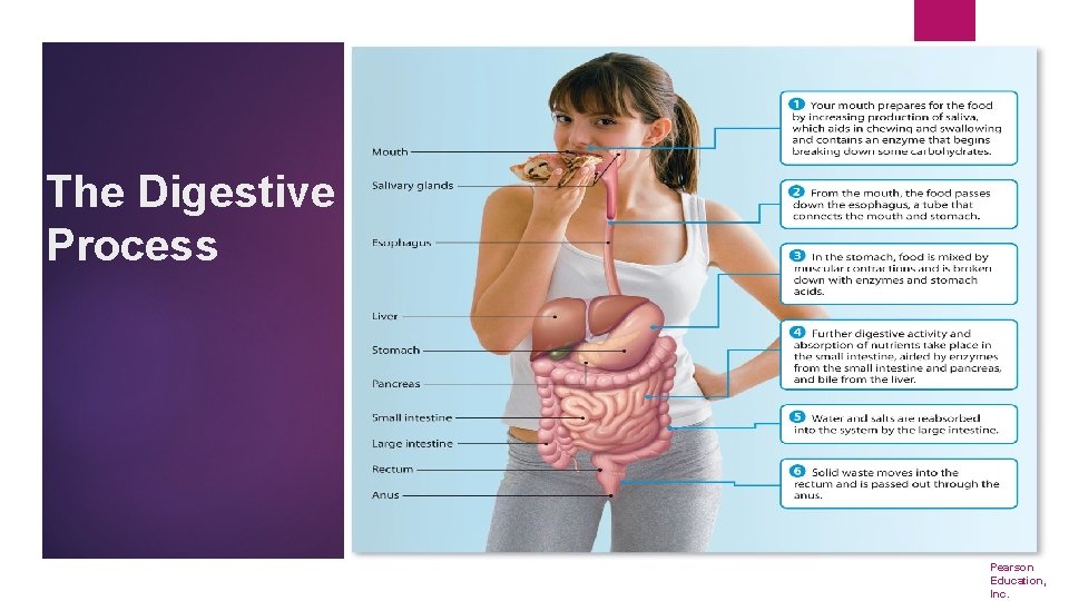 The Digestive Process © 2018 Pearson Education, Inc. 