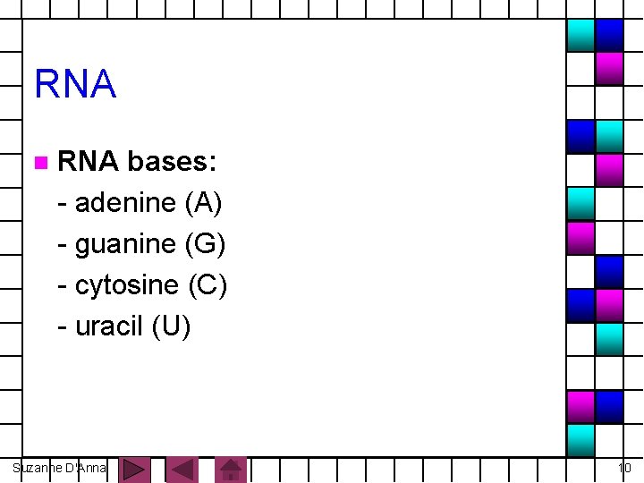 RNA n RNA bases: - adenine (A) - guanine (G) - cytosine (C) -