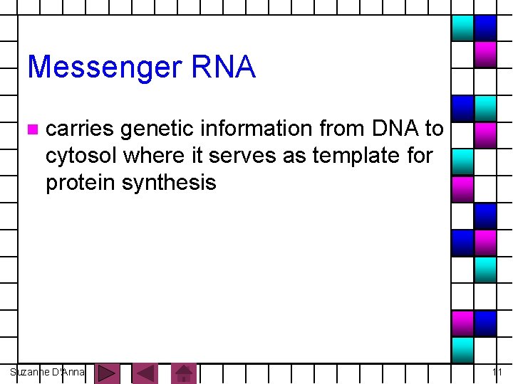 Messenger RNA n carries genetic information from DNA to cytosol where it serves as