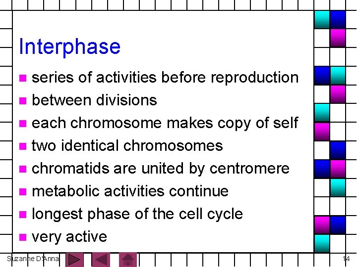 Interphase series of activities before reproduction n between divisions n each chromosome makes copy