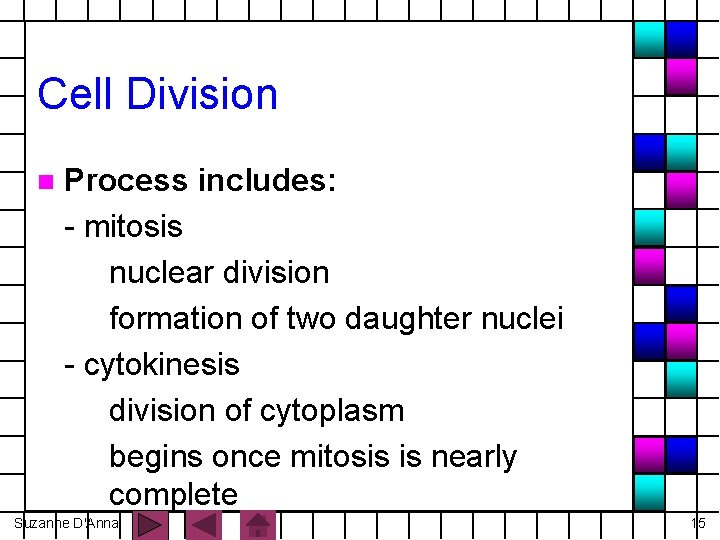 Cell Division n Process includes: - mitosis nuclear division formation of two daughter nuclei
