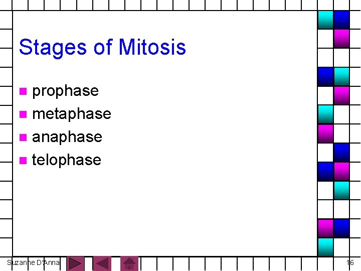 Stages of Mitosis prophase n metaphase n anaphase n telophase n Suzanne D'Anna 16