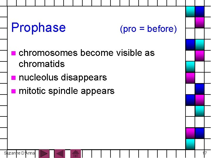 Prophase (pro = before) chromosomes become visible as chromatids n nucleolus disappears n mitotic