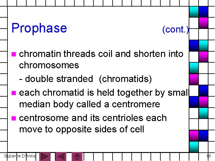 Prophase (cont. ) chromatin threads coil and shorten into chromosomes - double stranded (chromatids)