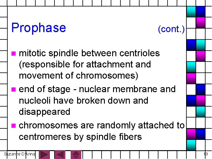 Prophase (cont. ) mitotic spindle between centrioles (responsible for attachment and movement of chromosomes)