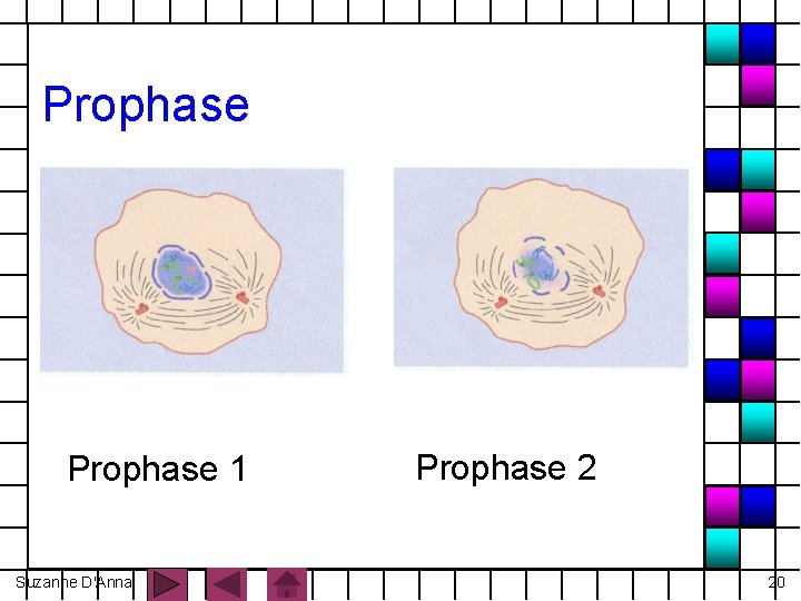 Prophase 1 Suzanne D'Anna Prophase 2 20 