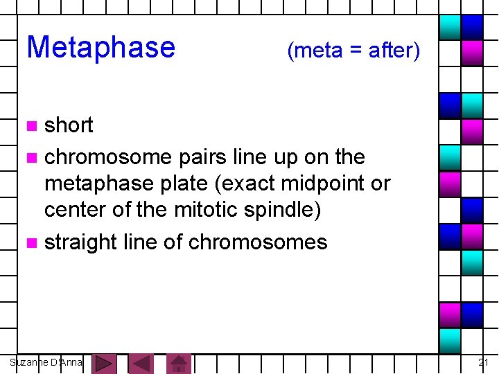 Metaphase (meta = after) short n chromosome pairs line up on the metaphase plate