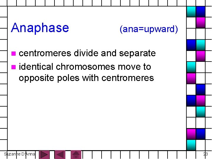 Anaphase (ana=upward) centromeres divide and separate n identical chromosomes move to opposite poles with