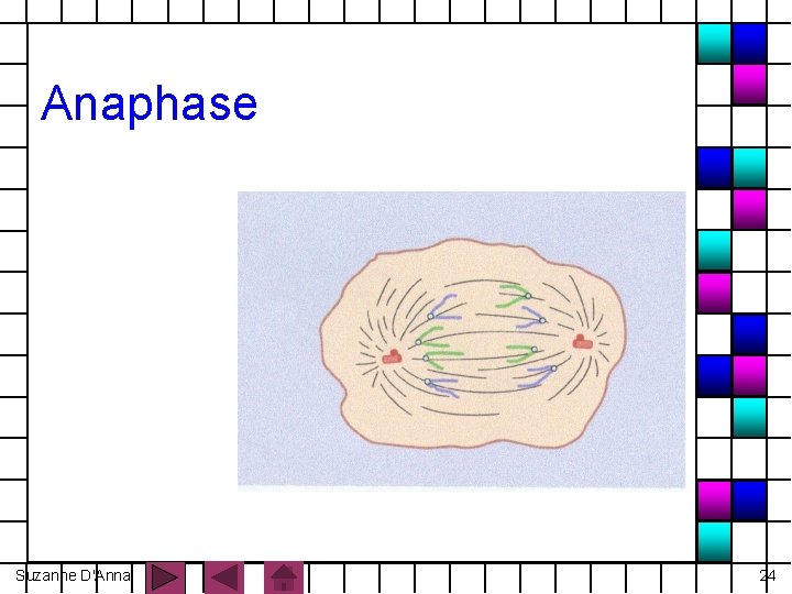 Anaphase Suzanne D'Anna 24 