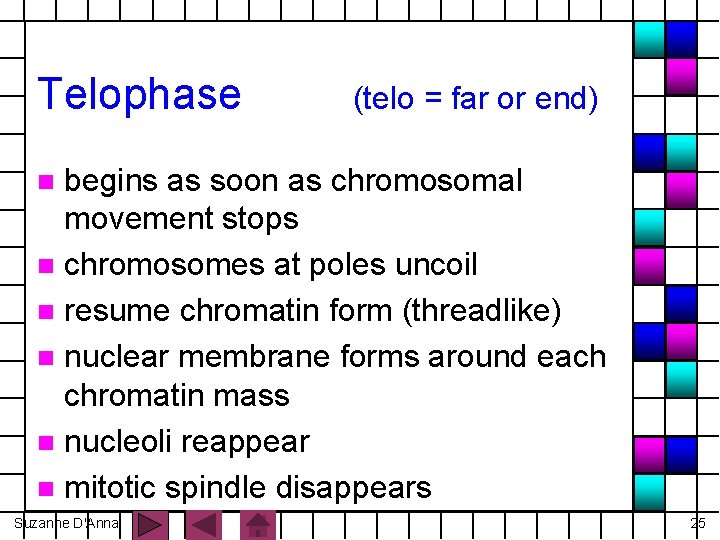 Telophase (telo = far or end) begins as soon as chromosomal movement stops n