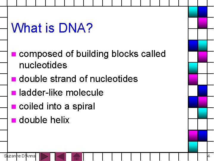 What is DNA? composed of building blocks called nucleotides n double strand of nucleotides