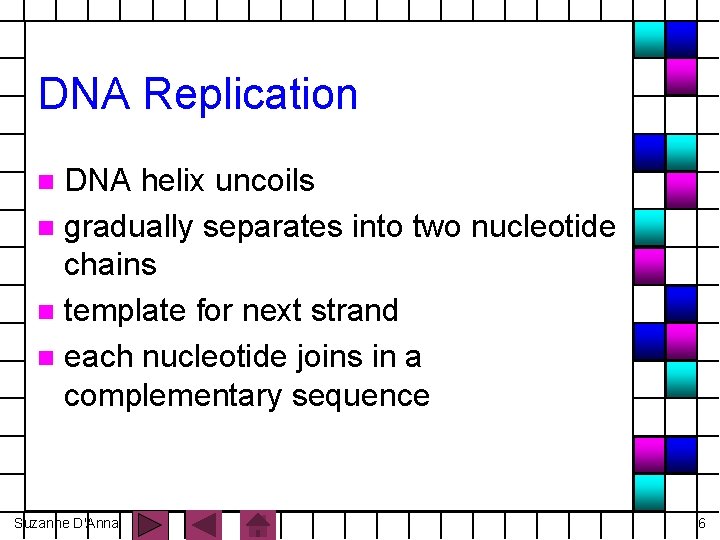 DNA Replication DNA helix uncoils n gradually separates into two nucleotide chains n template