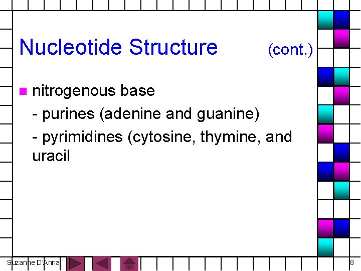 Nucleotide Structure n (cont. ) nitrogenous base - purines (adenine and guanine) - pyrimidines
