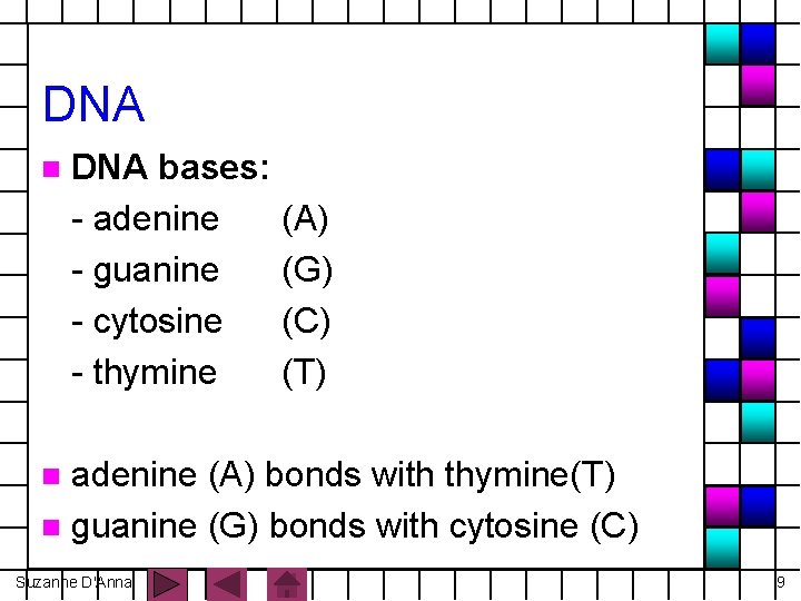 DNA n DNA bases: - adenine (A) - guanine (G) - cytosine (C) -