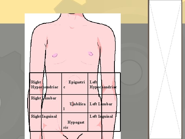 Right Hypochondriac Epigastri c Left Hypochondriac Right Lumbar Umbilica Left Lumbar l Right Inguinal