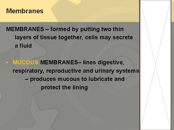 Membranes MEMBRANES – formed by putting two thin layers of tissue together, cells may